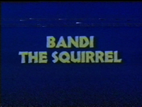 Bandi the squirrel